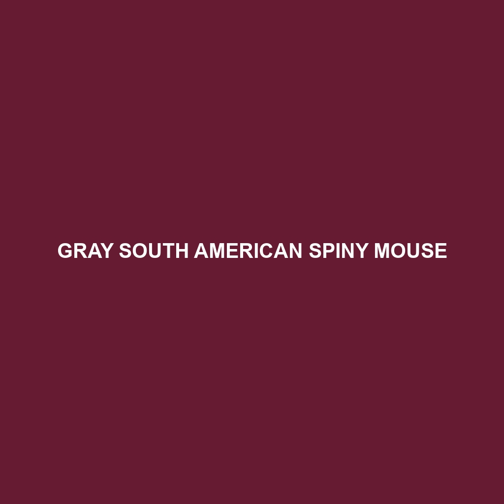 Gray South American Spiny Mouse