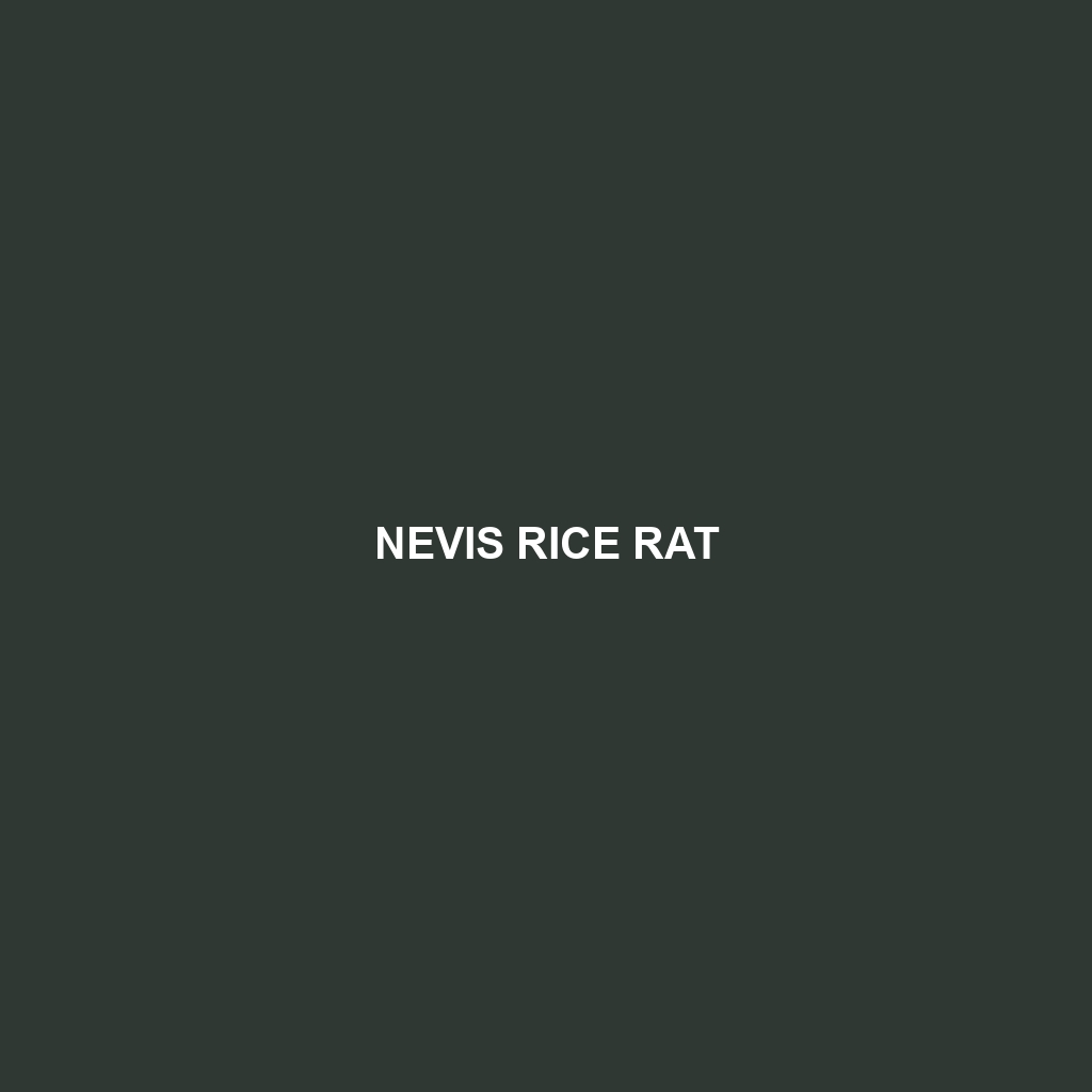 Nevis Rice Rat