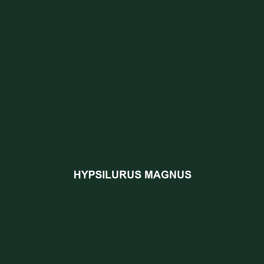 Hypsilurus magnus