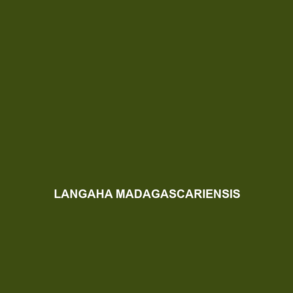 Langaha madagascariensis