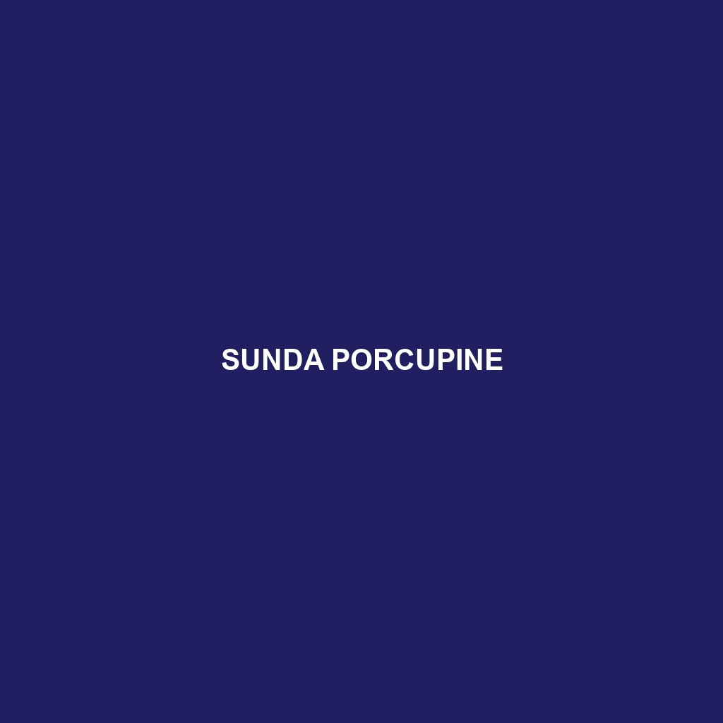 Sunda Porcupine