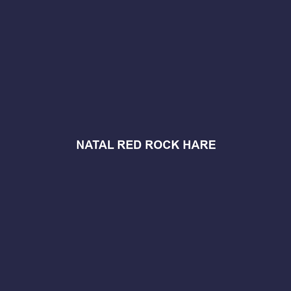 Natal Red Rock Hare