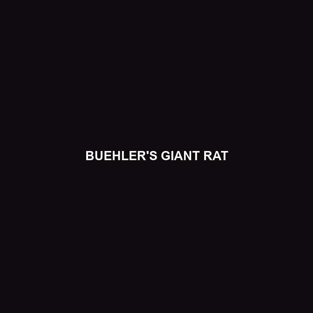 Buehler's Giant Rat