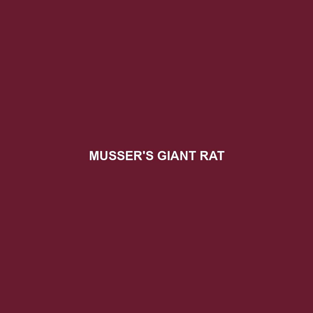 Musser's Giant Rat