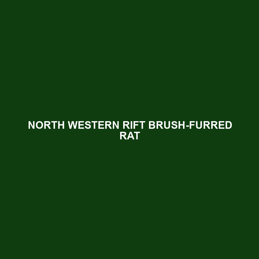 North Western Rift Brush-furred Rat