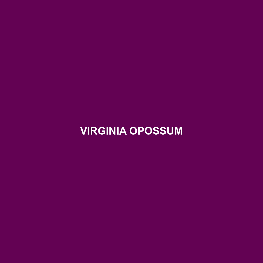 Virginia Opossum