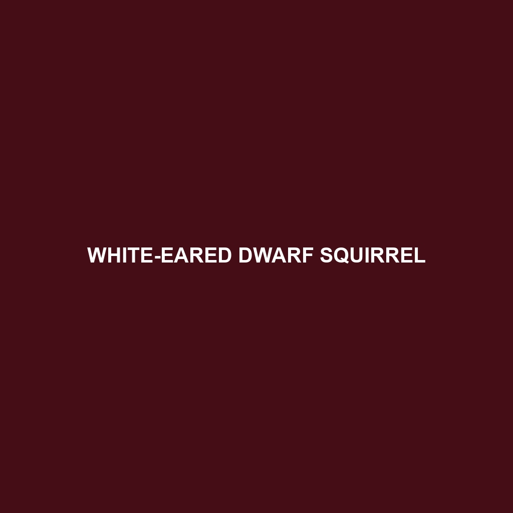 White-eared Dwarf Squirrel