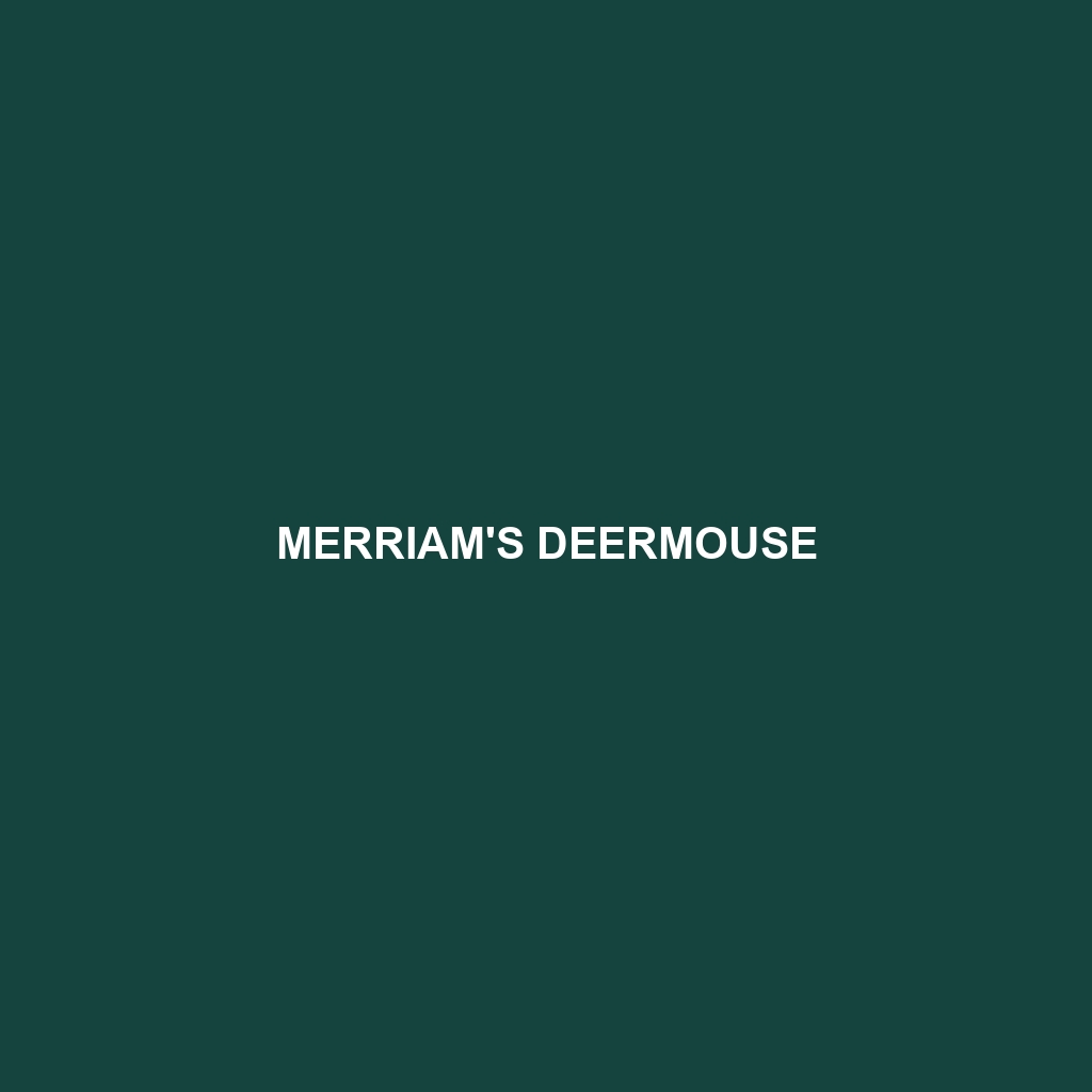 Merriam's Deermouse