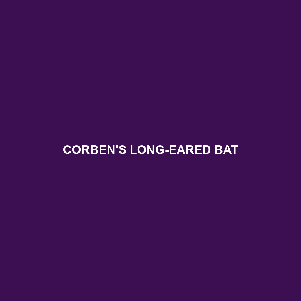 Corben's Long-eared Bat