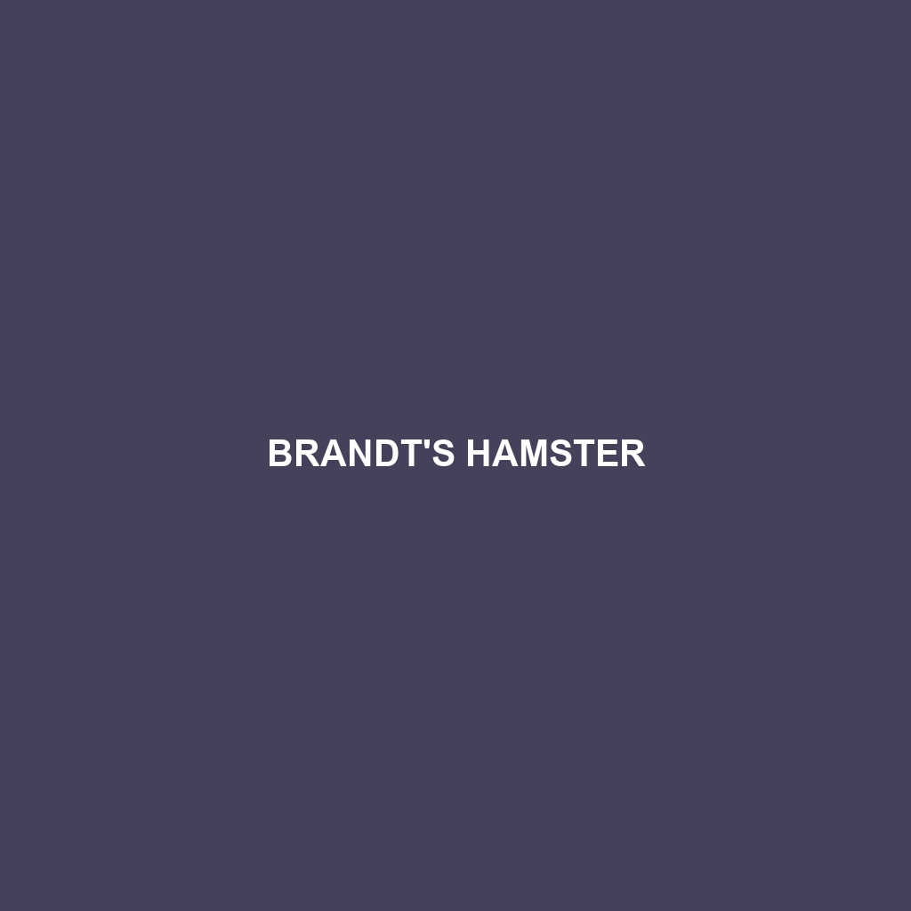 Brandt's Hamster