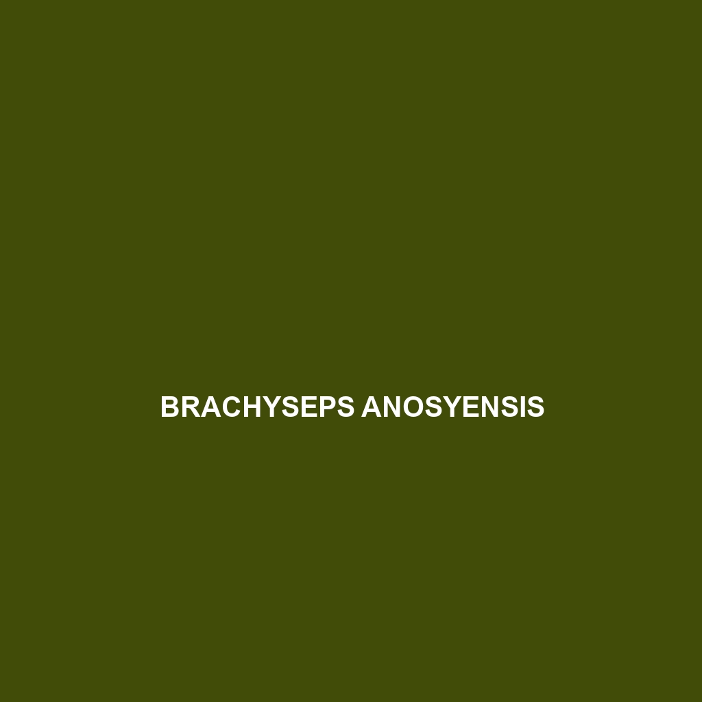 Brachyseps anosyensis