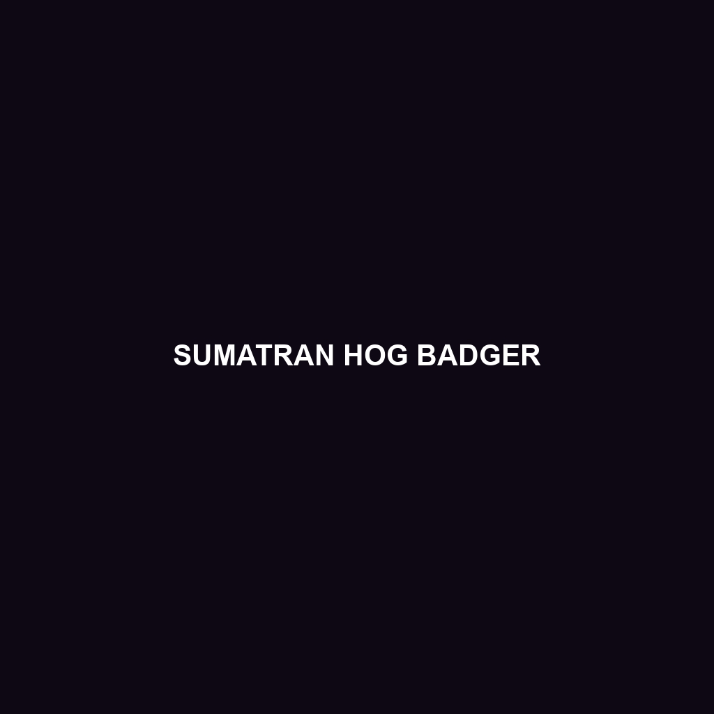 Sumatran Hog Badger