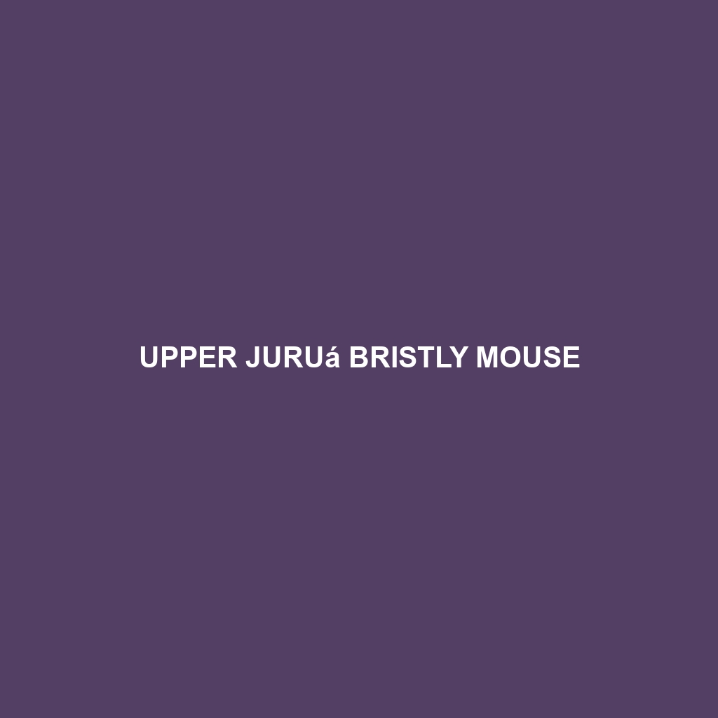 Upper Juruá Bristly Mouse