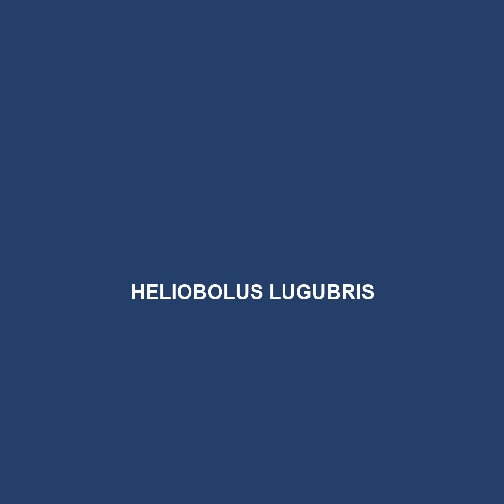 Heliobolus lugubris