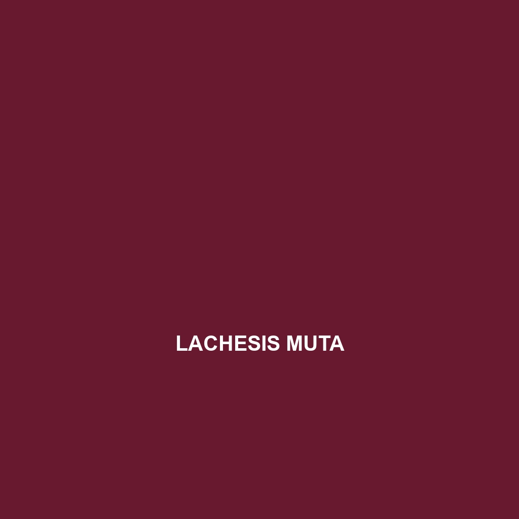 Lachesis muta