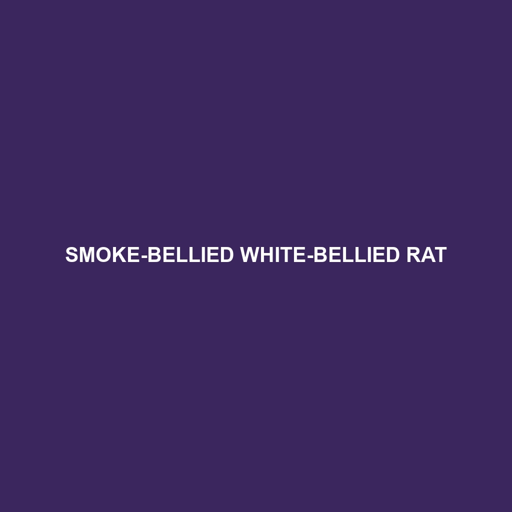 Smoke-bellied White-bellied Rat