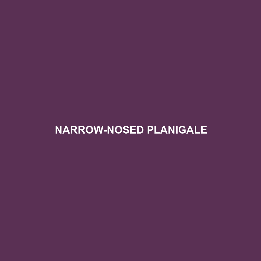 Narrow-nosed Planigale