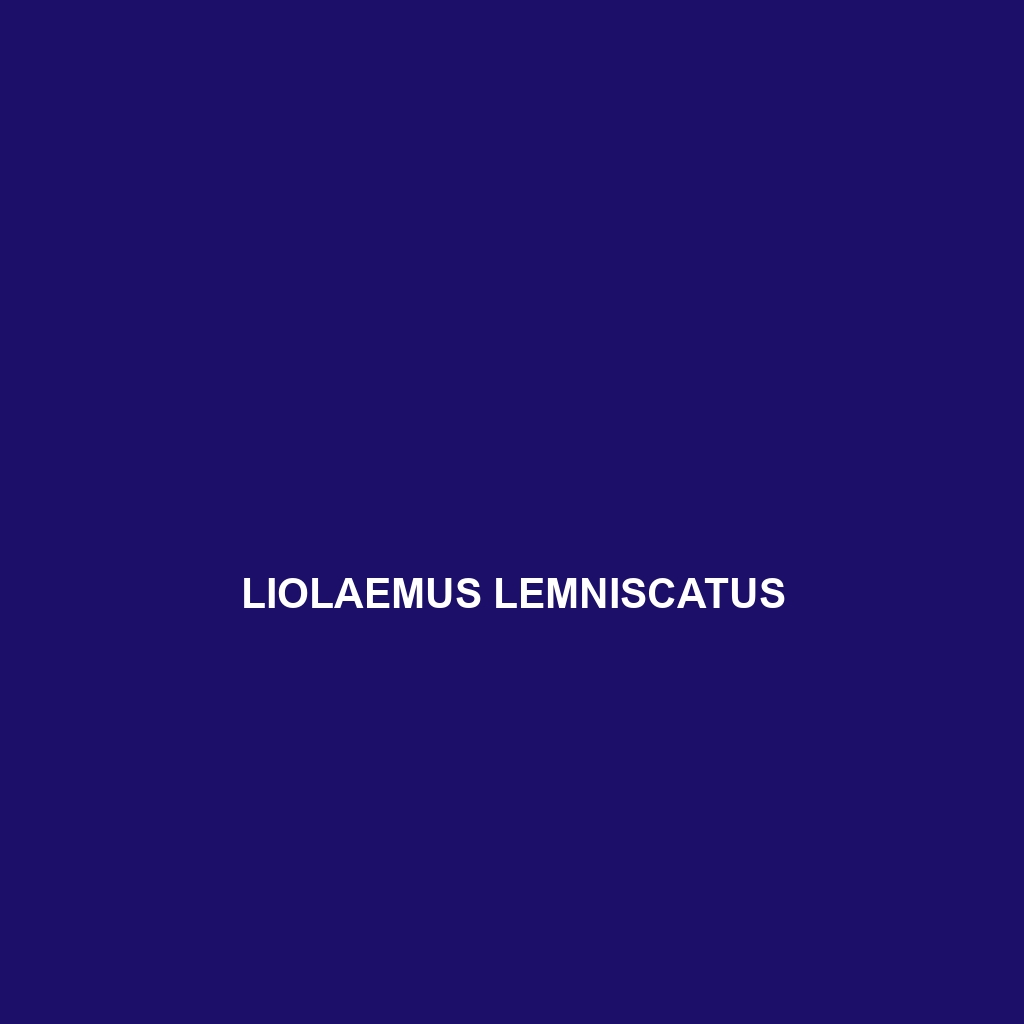 Liolaemus lemniscatus