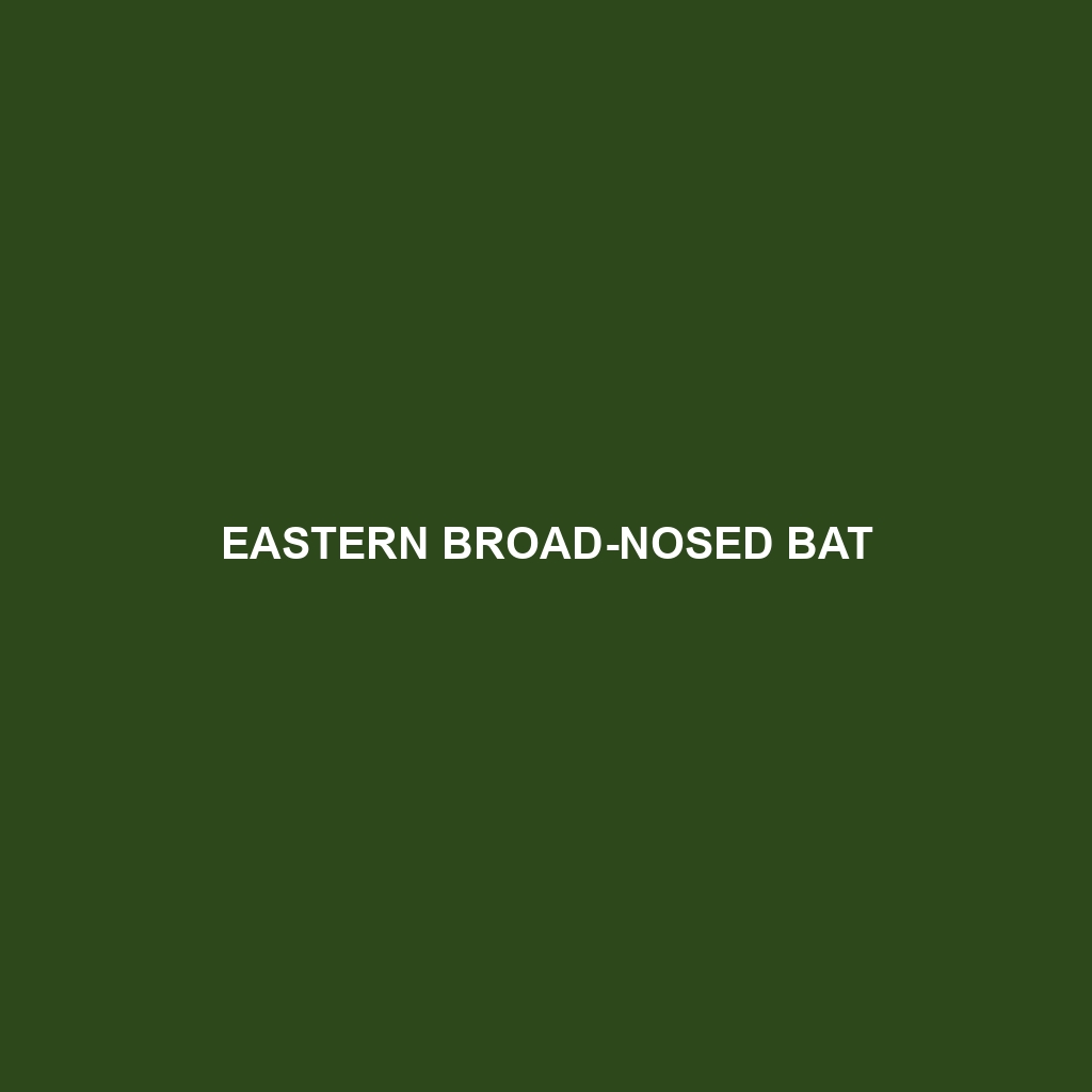 Eastern Broad-nosed Bat