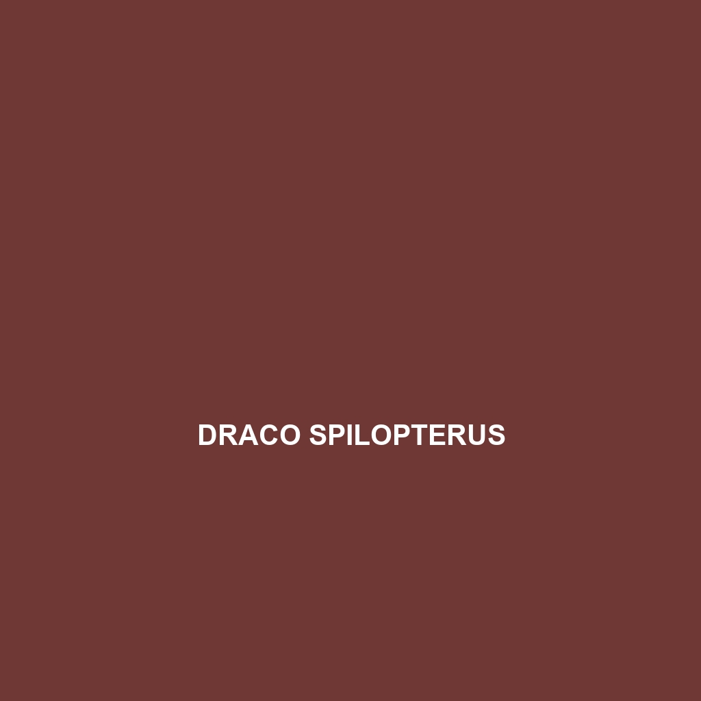 Draco spilopterus