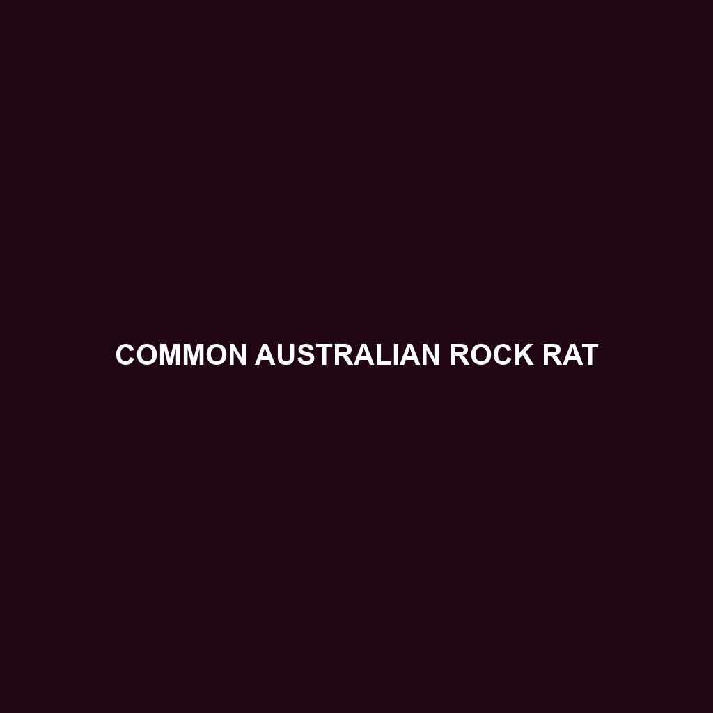 Common Australian Rock Rat