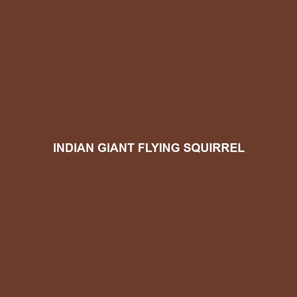 Indian Giant Flying Squirrel