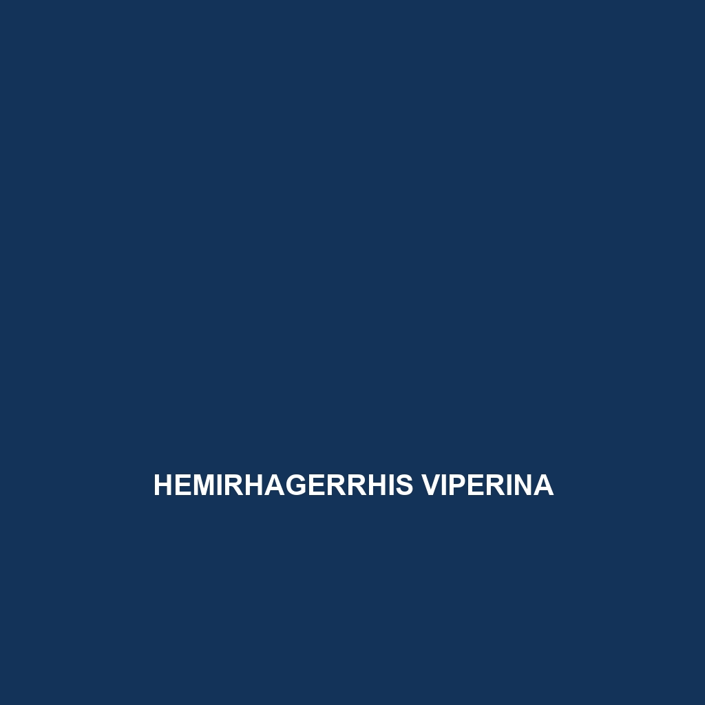 Hemirhagerrhis viperina