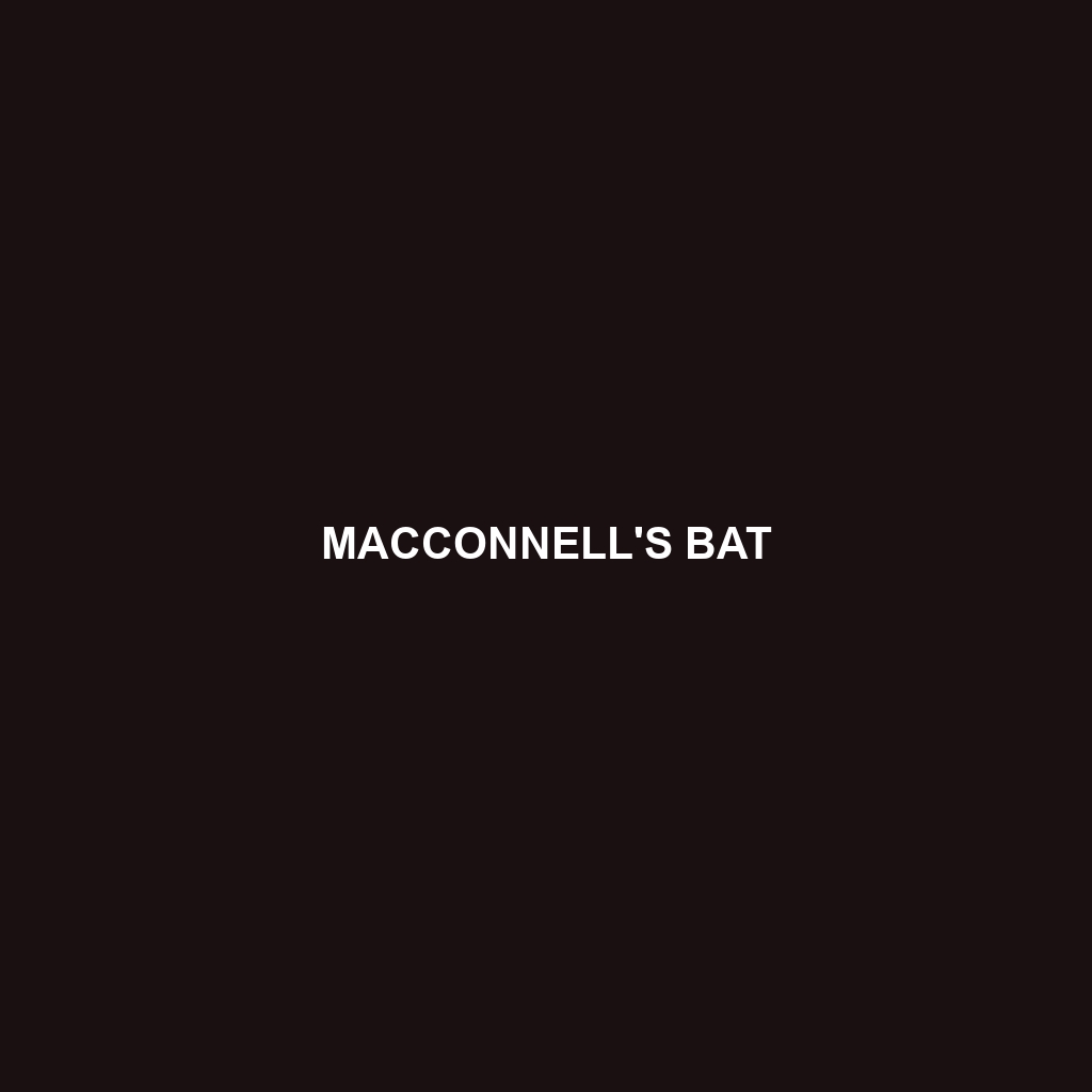 MacConnell's Bat