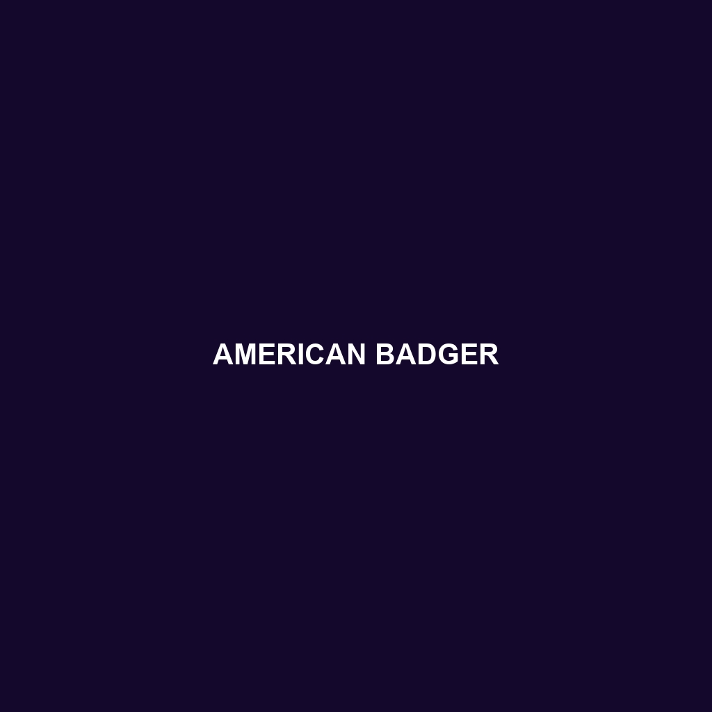 American Badger