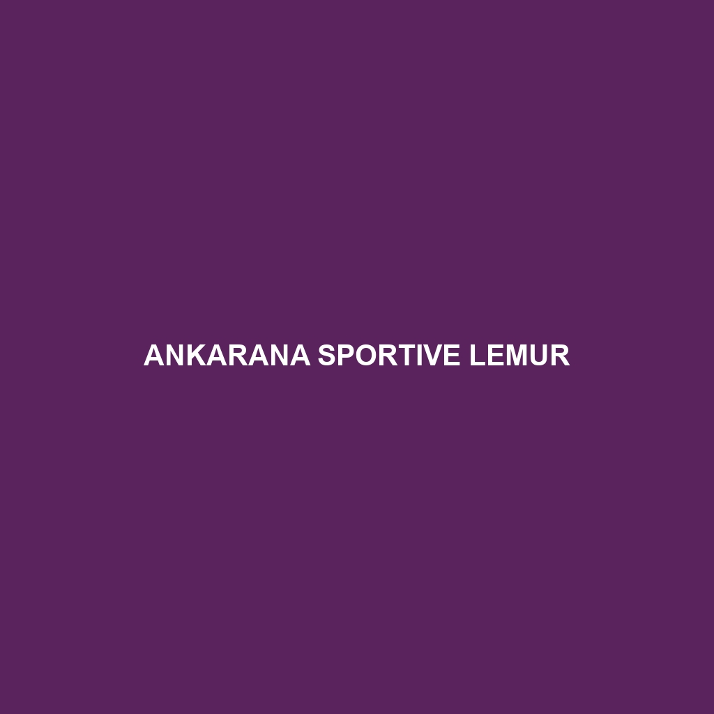 Ankarana Sportive Lemur