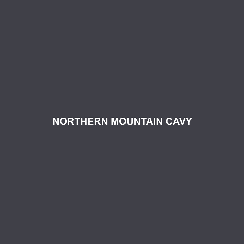 Northern Mountain Cavy