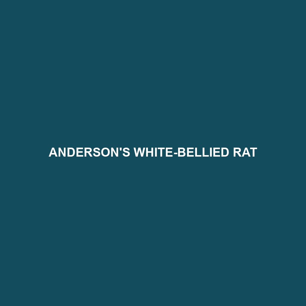 Anderson's White-bellied Rat