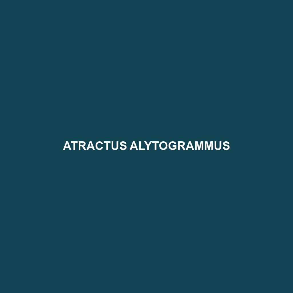 Atractus alytogrammus