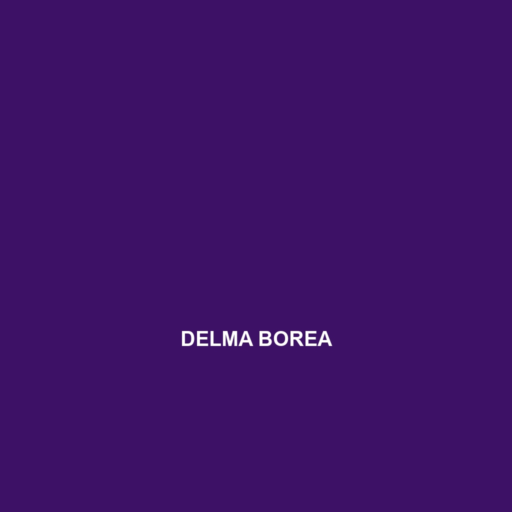 Delma borea