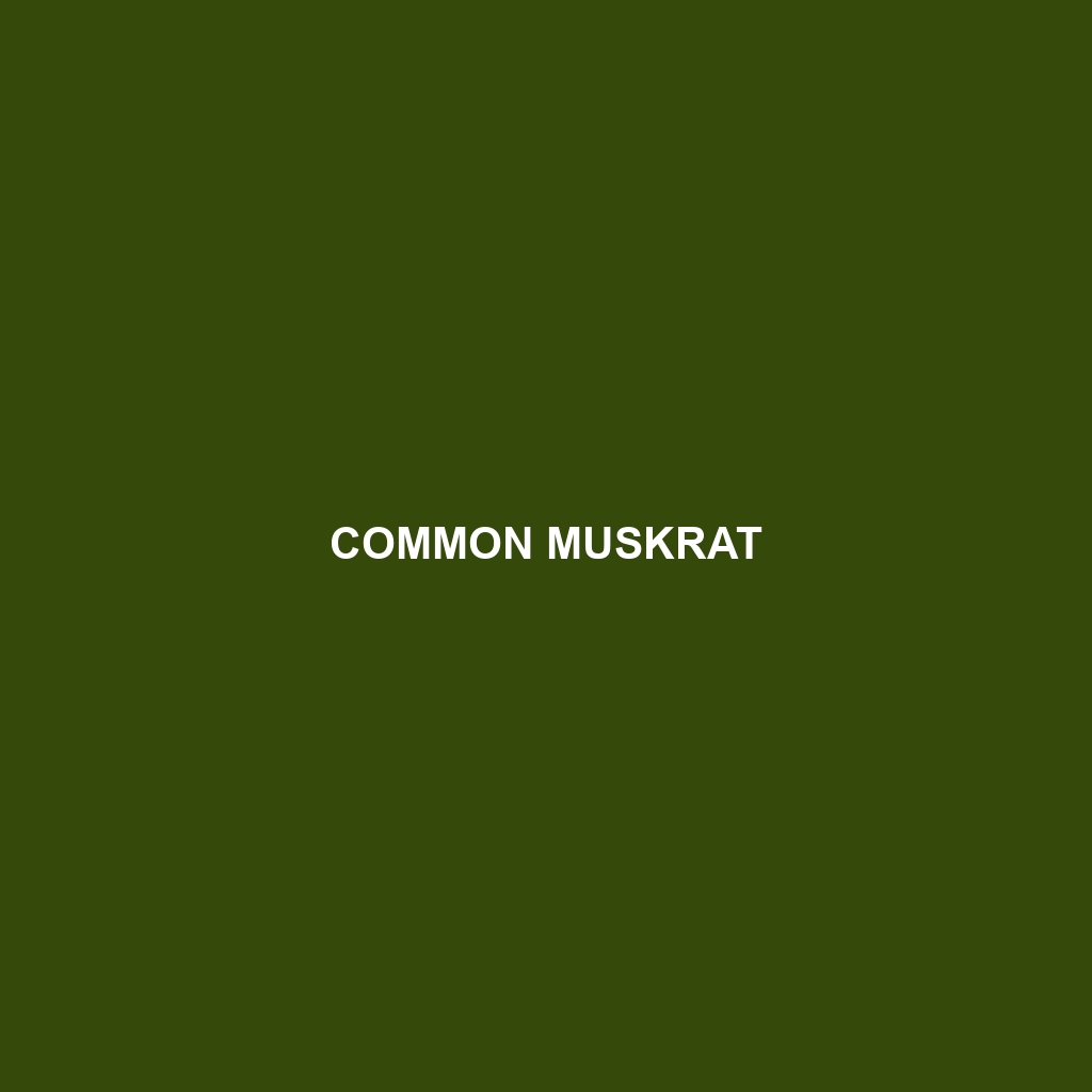 Common Muskrat