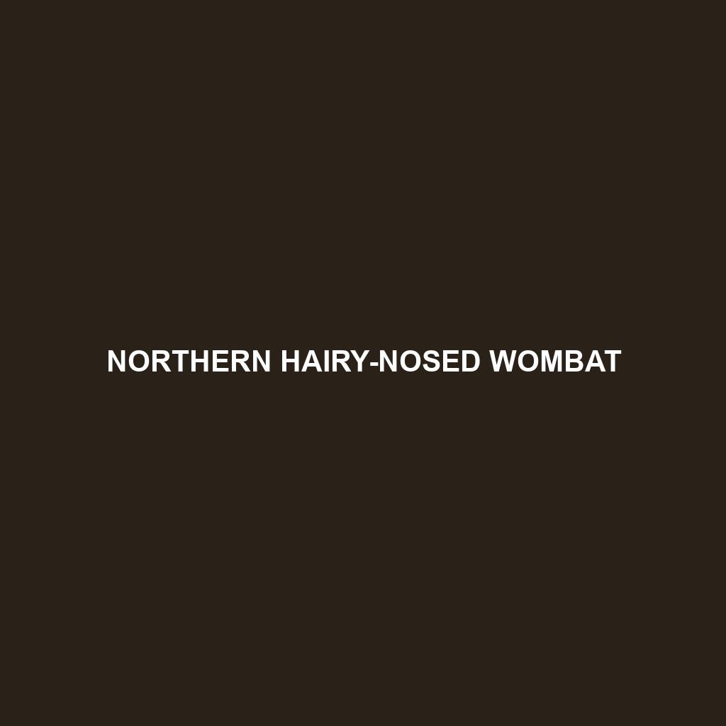 Northern Hairy-nosed Wombat