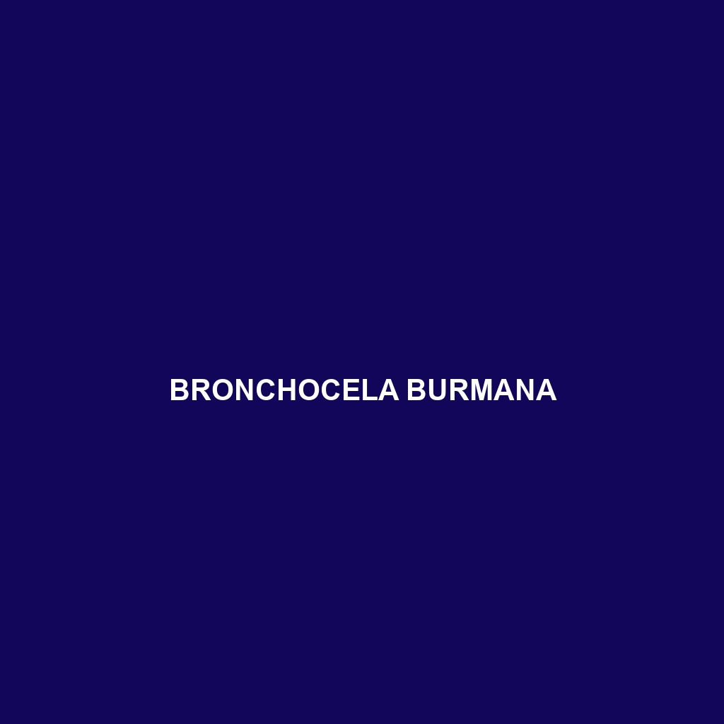 Bronchocela burmana