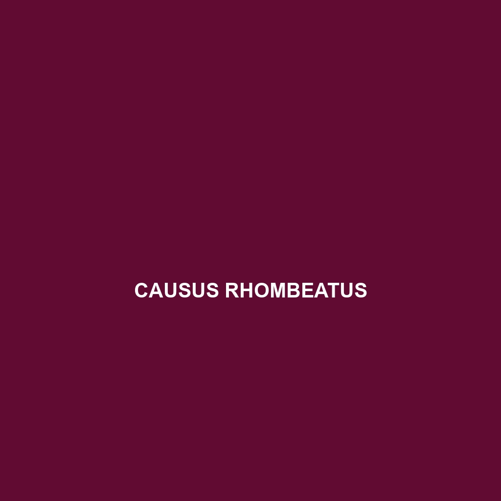 Causus rhombeatus