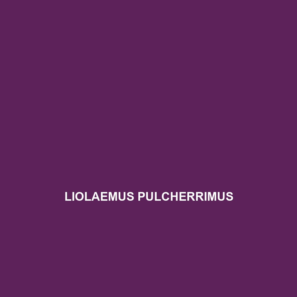 Liolaemus pulcherrimus