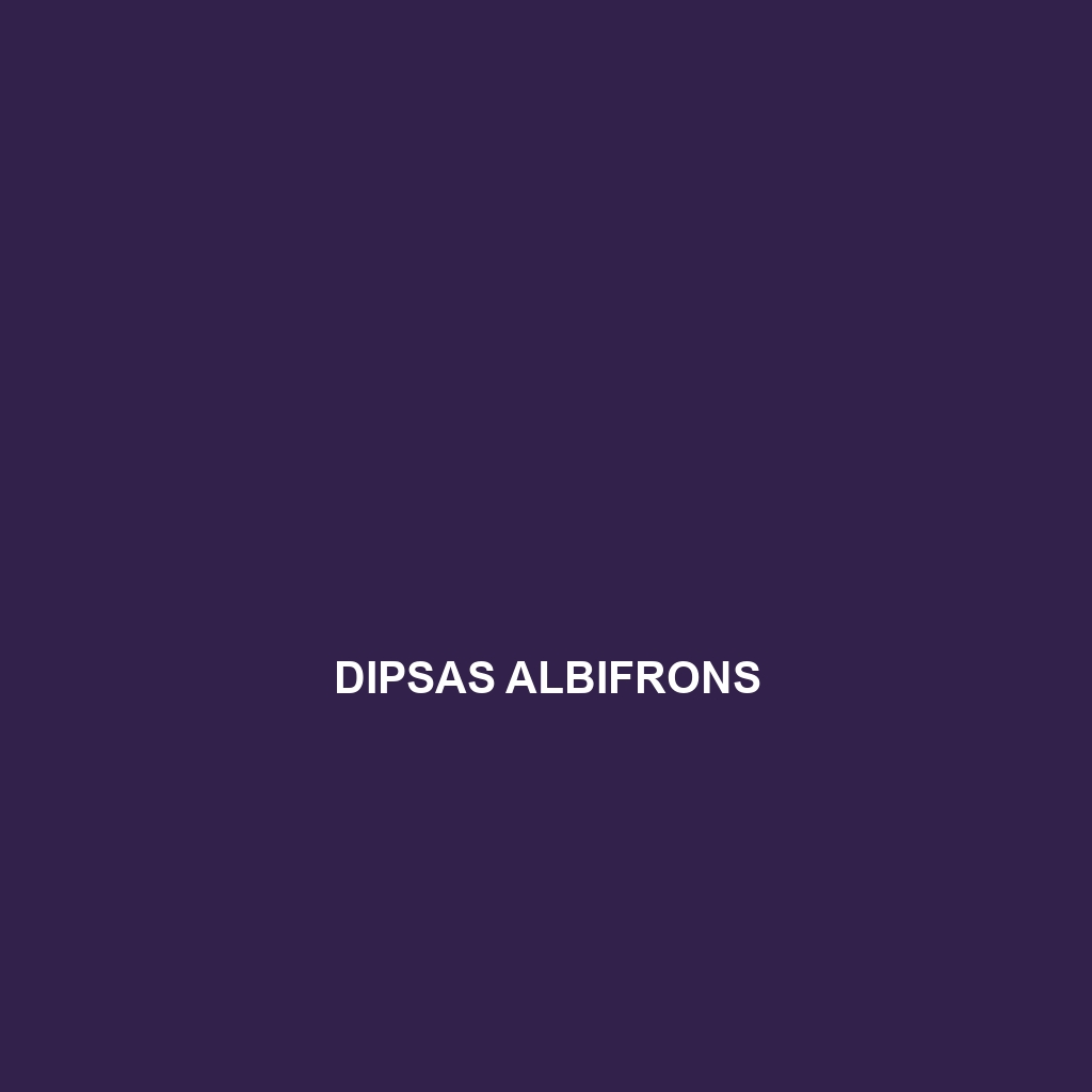 Dipsas albifrons