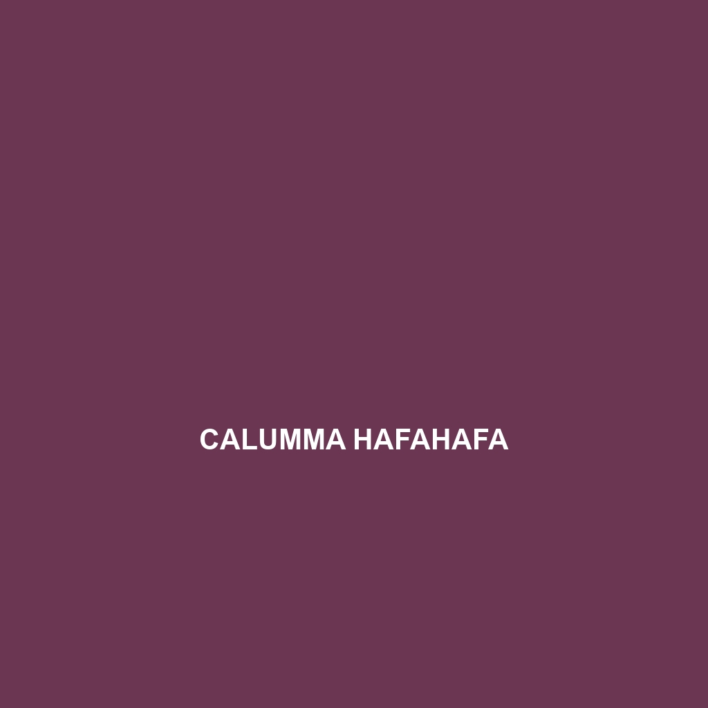 Calumma hafahafa