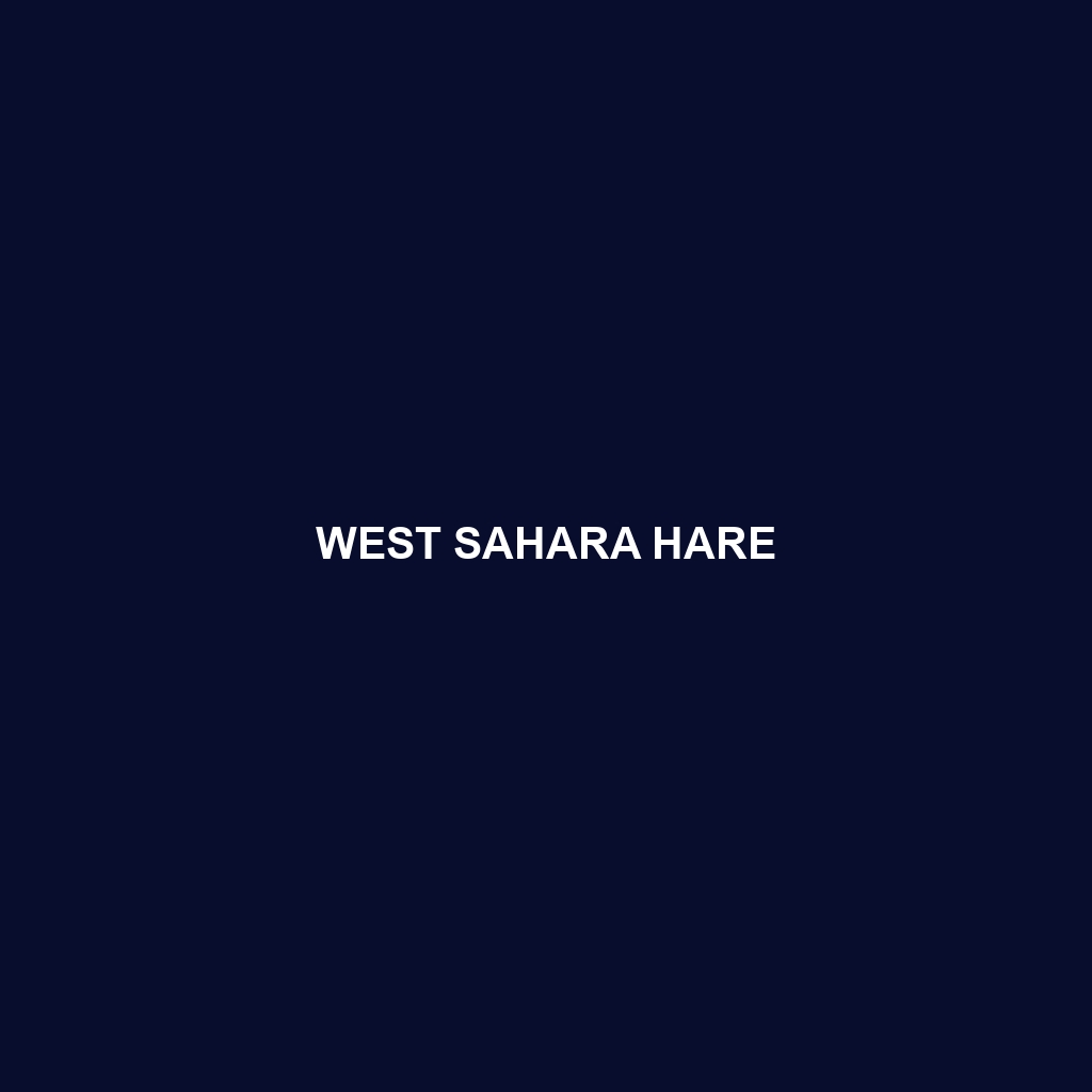 West Sahara Hare