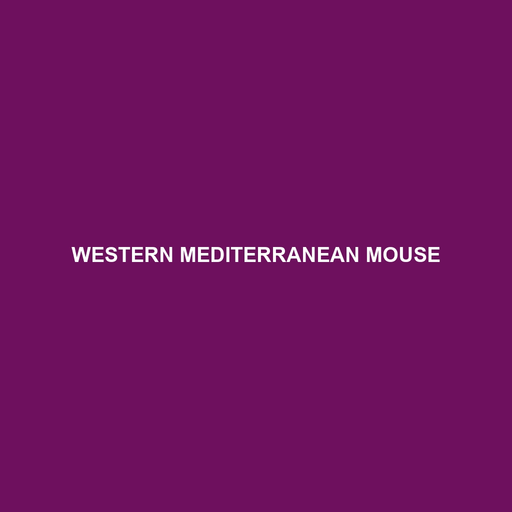 Western Mediterranean Mouse