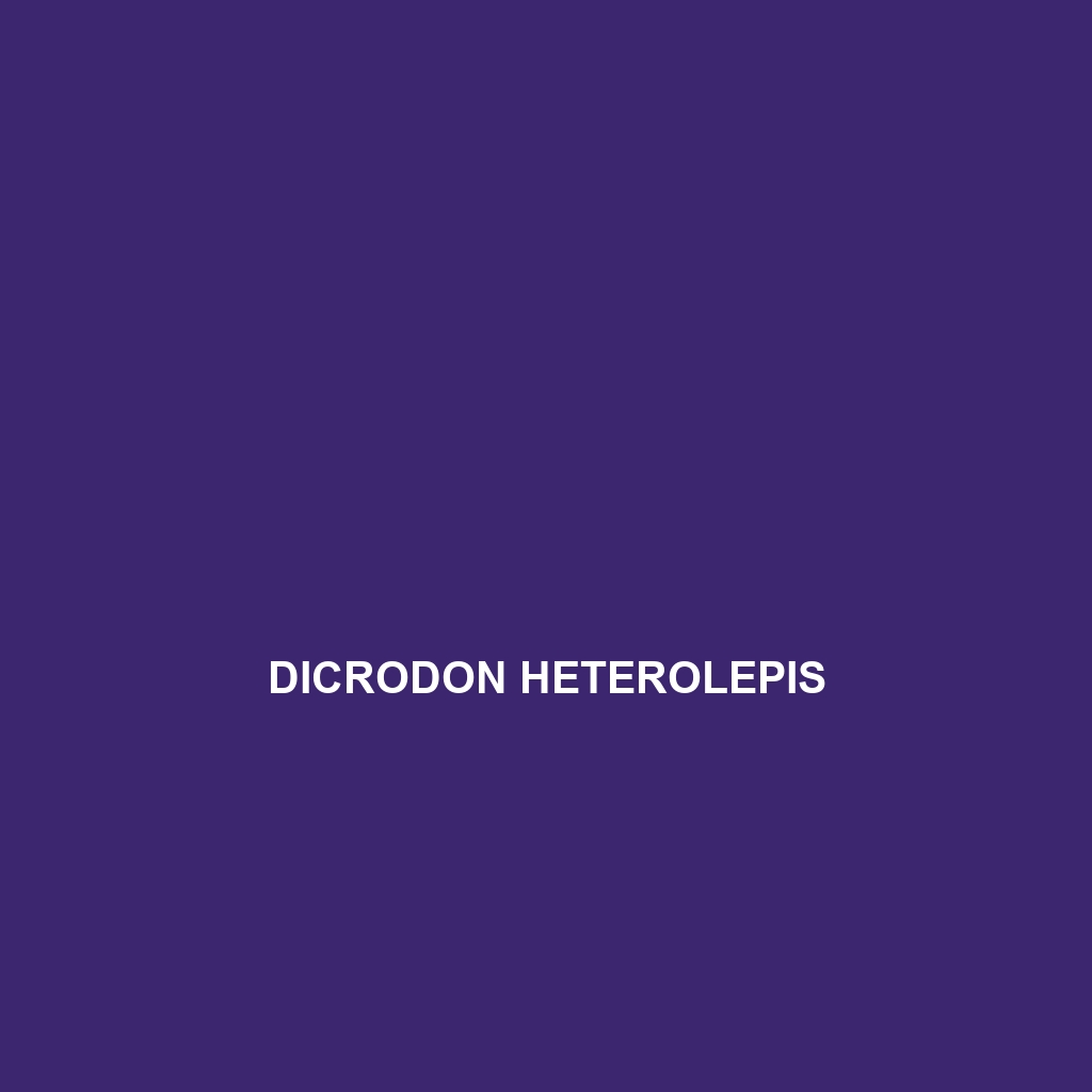 Dicrodon heterolepis