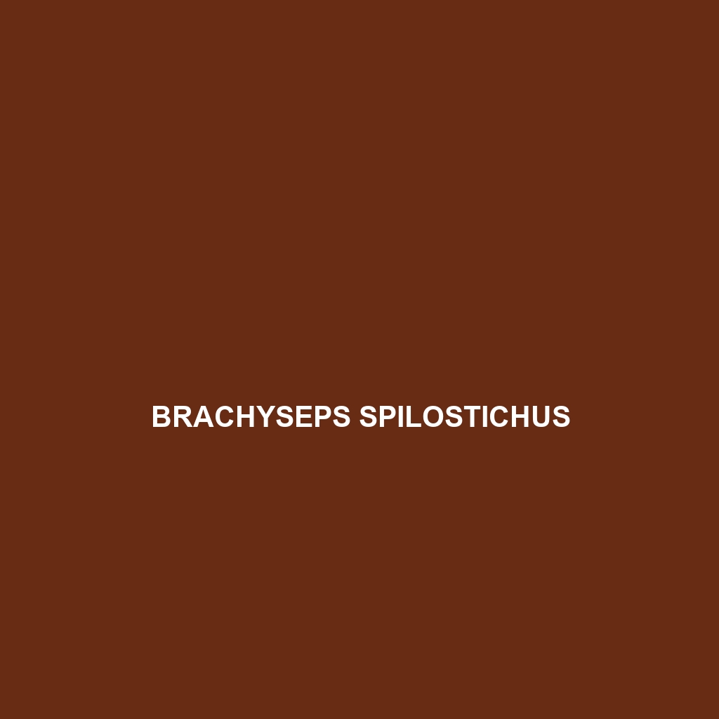 Brachyseps spilostichus