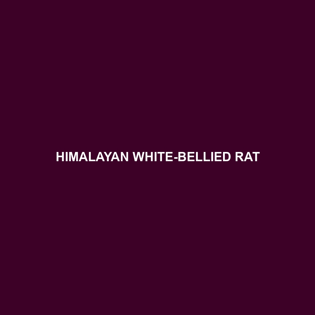 Himalayan White-bellied Rat