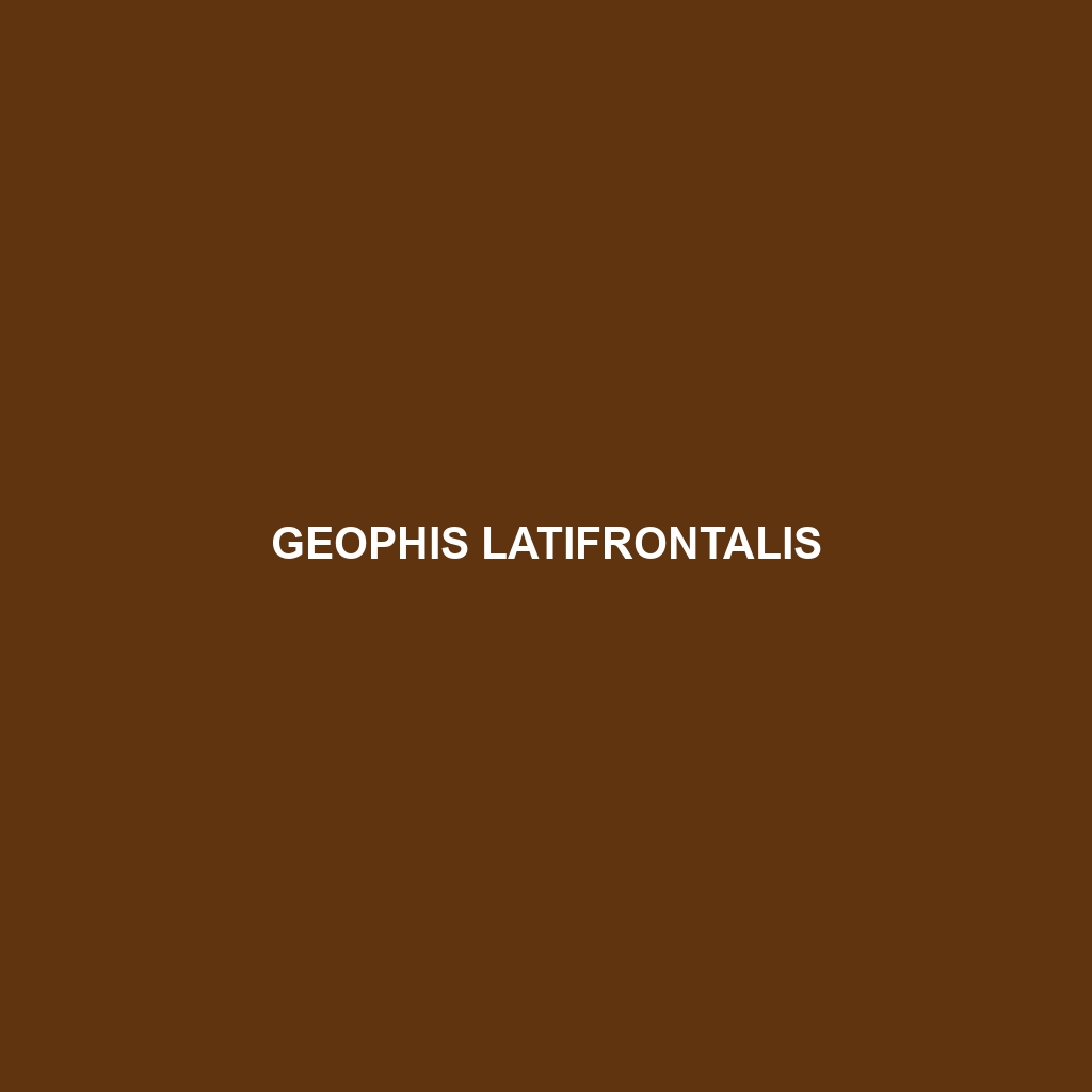 Geophis latifrontalis