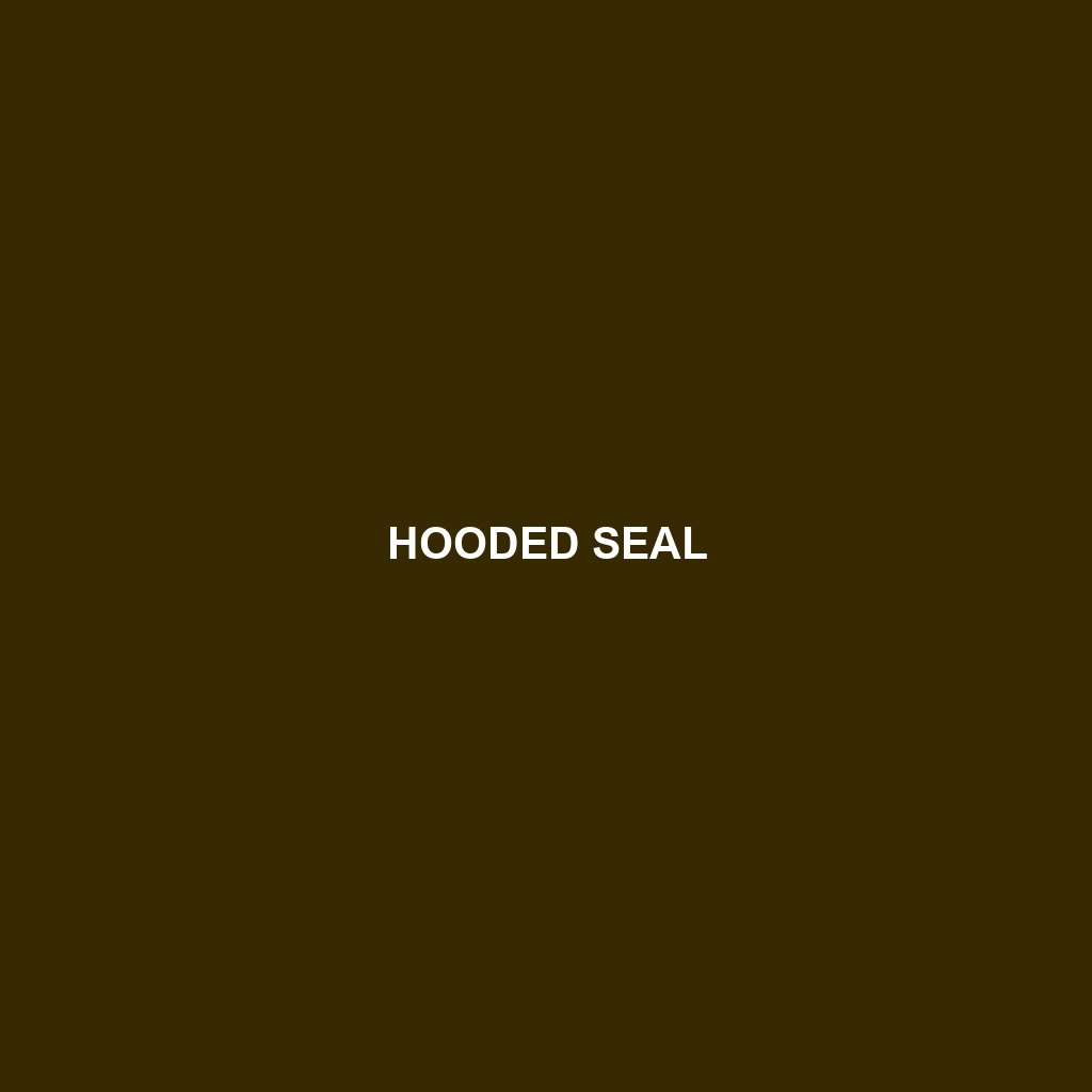 Hooded Seal