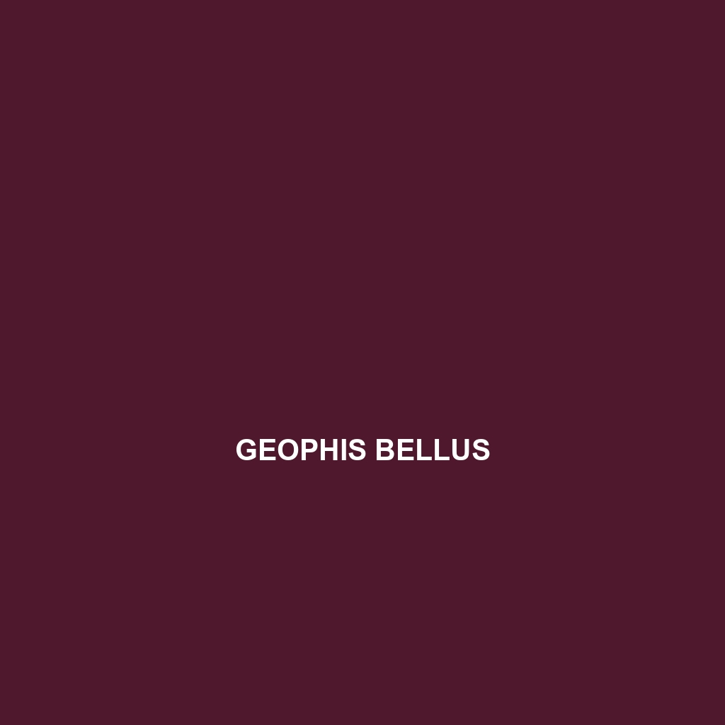 Geophis bellus