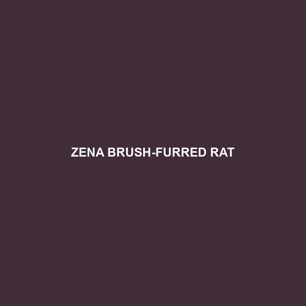 Zena Brush-furred Rat